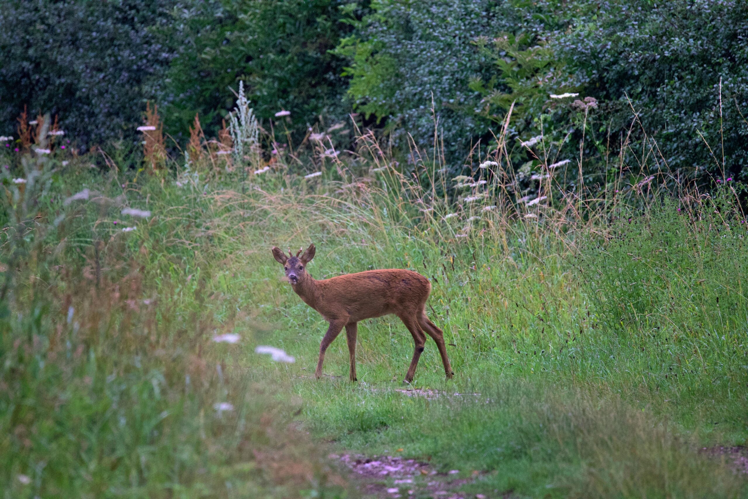 Biche sur un chemin de forêt